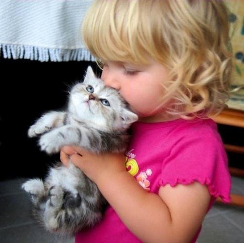 Funny Kittens With Babies | Information & Latest Pictures