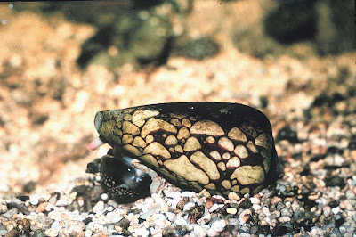 Foto Siput Marbled Cone (Marbled Cone Snail)