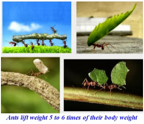 HOW DO ANTS LIFT MORE WEIGHT? 2023