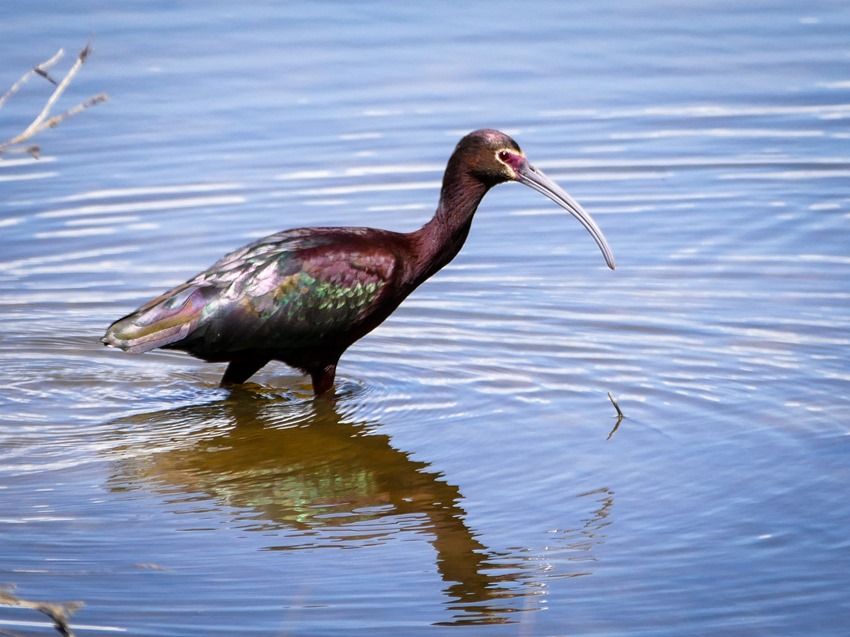 White-faced Ibis P1000942