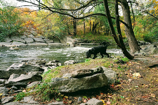 Bernedoodle exploring the Don River next to the Rainbow Tunnel by the DVP and Lawrence Ave in Charles Sauriol Conservation Area in Toronto