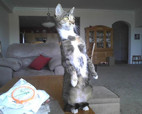 Funny cat pictures part 14, standing cat