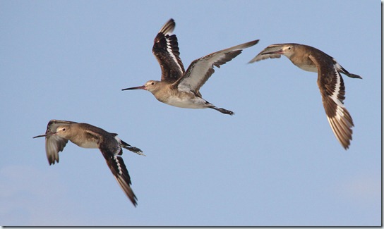 Black-tailed Godwit_3291_1