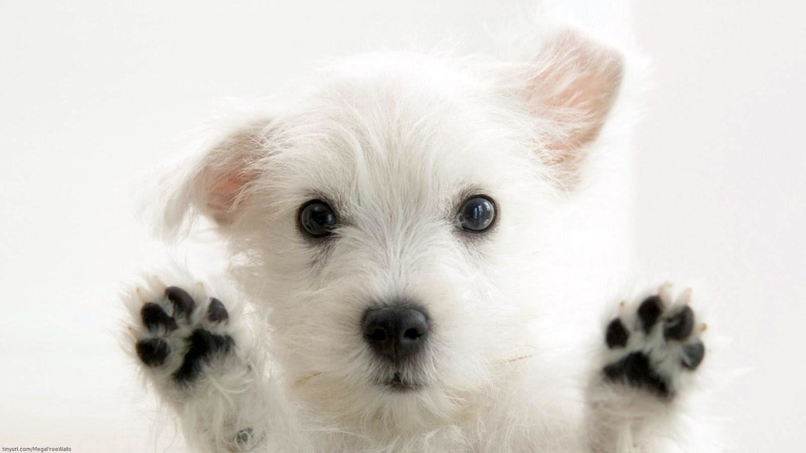 Cute Puppies Pictures & Wallpaper of Dog Breeds