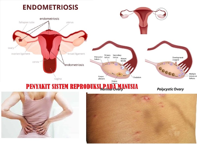 Ide Penting Sistem Reproduksi Pada Manusia, Hewan Vertebrata