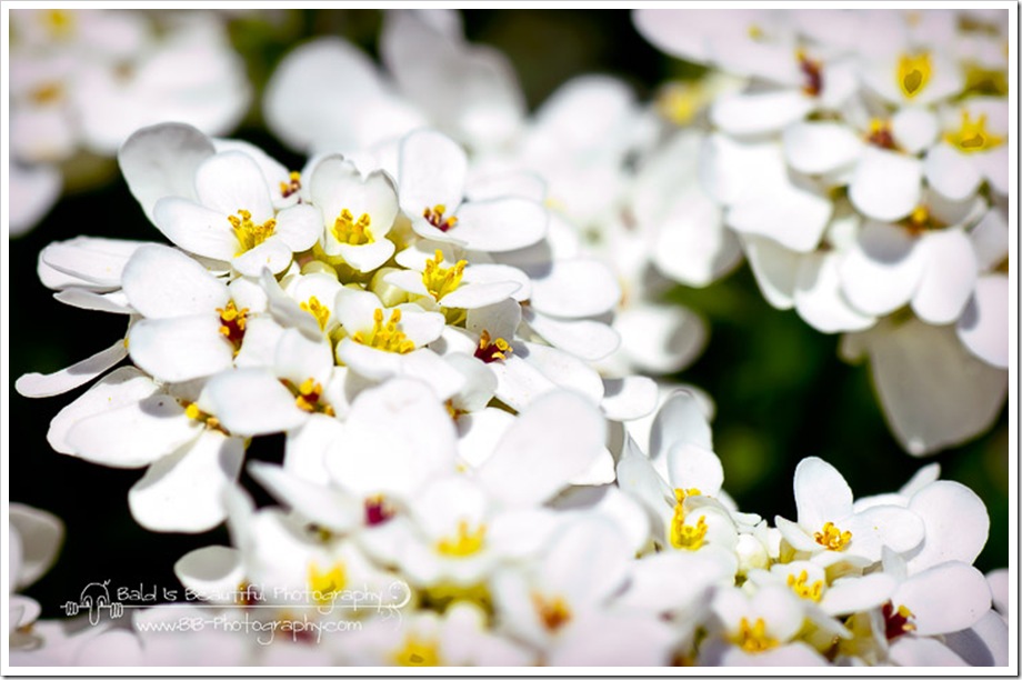 Spring at Cheekwood-15