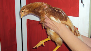 Chick(s) - 8 weeks