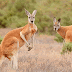 Basic Facts About Kangaroos