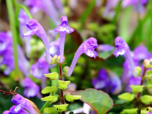 Scutellaria maekawae