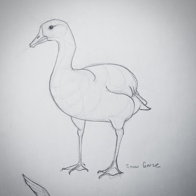 drawing of snow goose