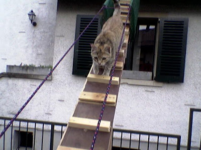 cat on ladder