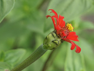 Zinnia tenuifolia