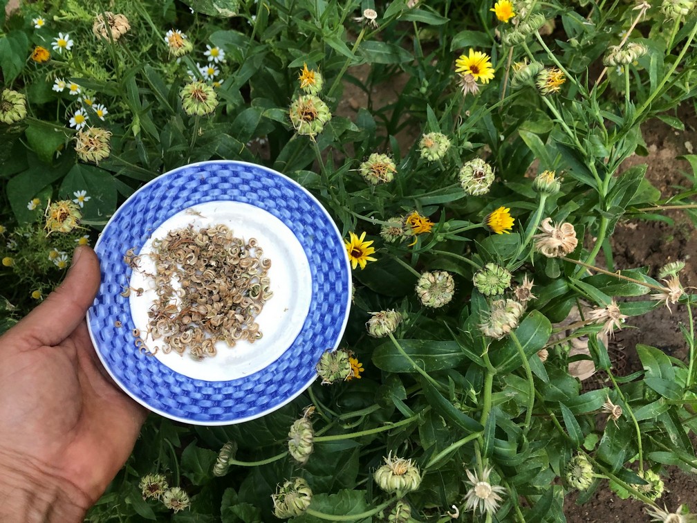 I gently use my thumb to knock the dried seeds off of the flower head and put them onto a small plate, or container.