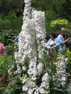 Amazing Giant White Delphinium Flower