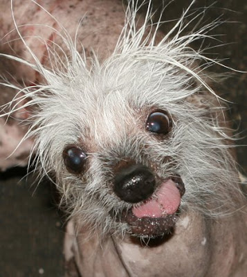 world's ugliest dog contest