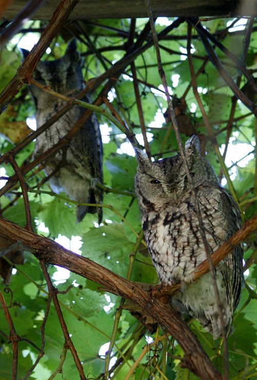 Screech owls