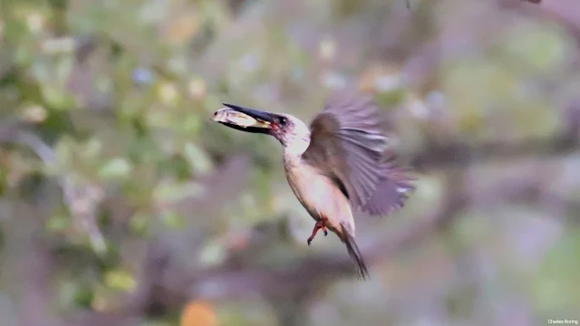 Great-billed Kingfisher (Pelargopsis melanorhyncha) from Kalinaun river near Tangkoko Batu Angus Nature Reserve