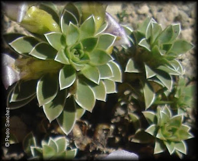 Yerba del corazón (Viola cotyledon)