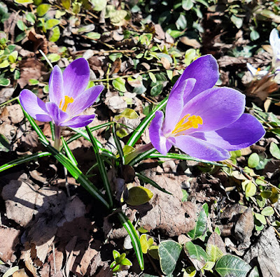 Two light purple flower blooms with multiple petals and yellow stamens. Long thin leaves with light coloured lines down the centre. In a garden with old leaves, wood chips and assorted new sprouts.