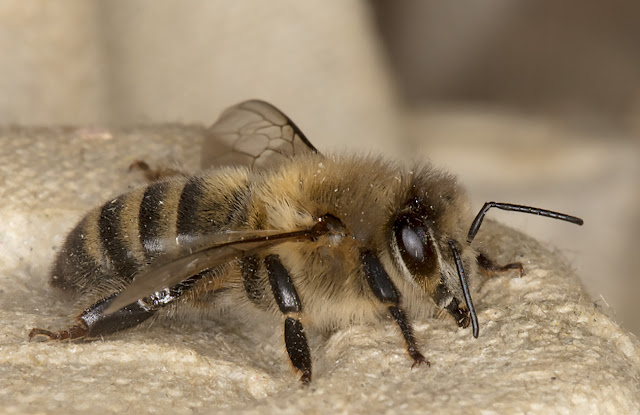 Honey Bee, Apis mellifera.  Sevenoaks Wildlife Reserve, 25 April 2017. 