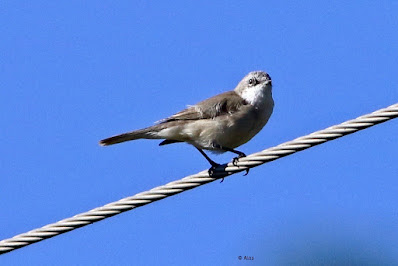 Lesser Whitethroat