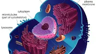 Animal Cell Diagram Nuclear Membrane : 12 Biology Cell Structure And Function Ideas Cell Structure Structure And Function Biology : Cells differ greatly in size, shape and eukaryotic cells possess an organised nucleus with a nuclear envelope.