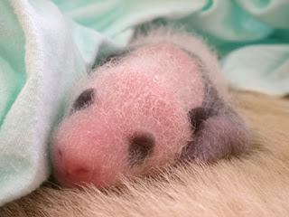 baby panda in incubator