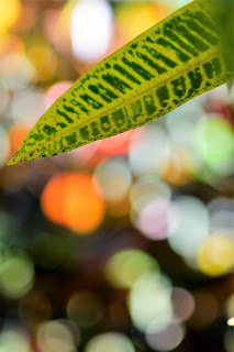 plant bokeh photo