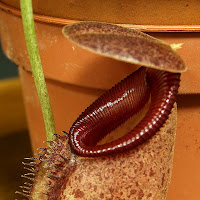 nepenthes