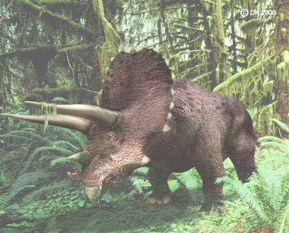 Triceratops