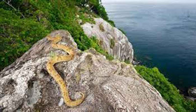 Snake Island