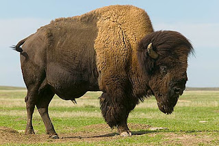 Funny Bison