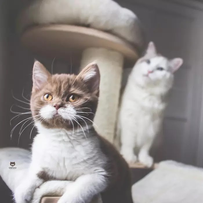 Meet Gringo, The Adorable Moustached Cat That Won Our Hearts