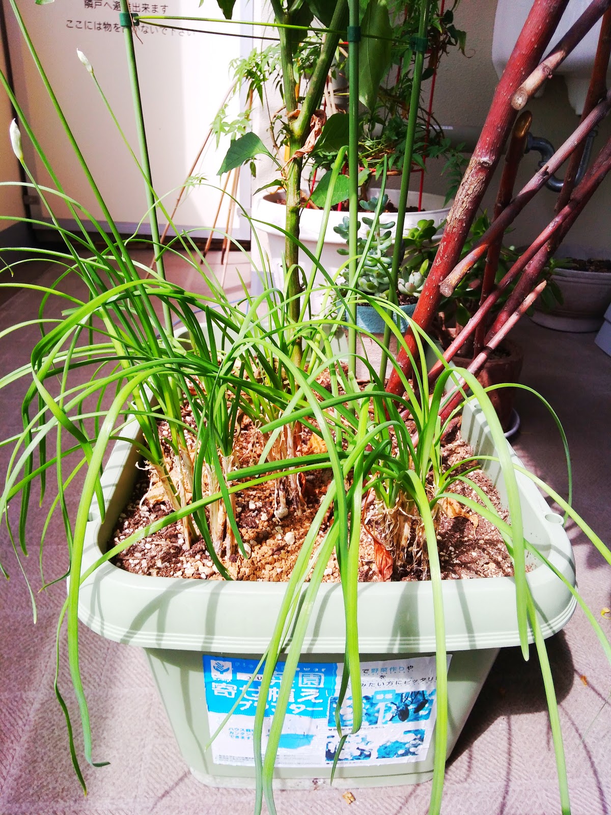 プランターでスナップエンドウを育ててみよう Poorba Chan S Blog プランターでスナップエンドウを育ててみよう Poorba Chan S Blog