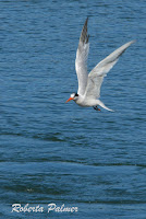 Elegant tern in flight, Moss Landing, CA - Sept. 24, 2016, photo by Roberta Palmer