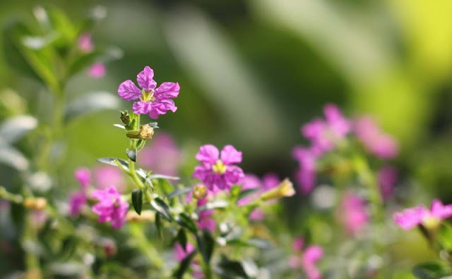 Mexican Heather Flowers Pictures