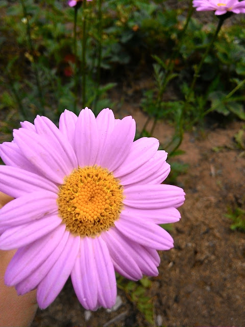 розовая ромашка необычный цветок