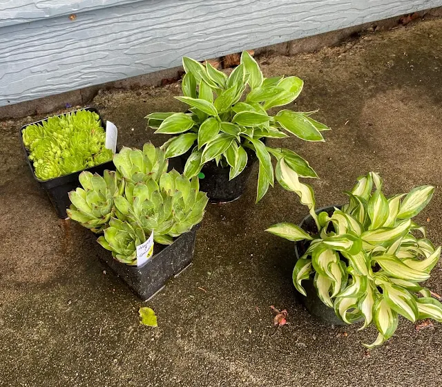 Photo of hen and chicks & hostas in small pots