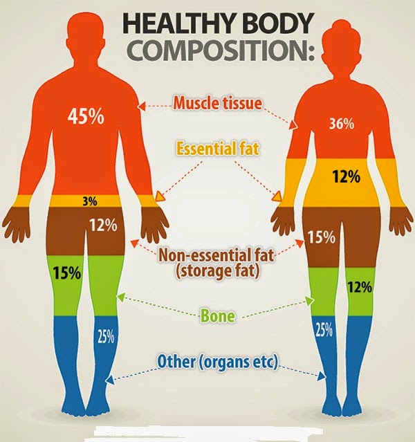 female body fat percentage comparison