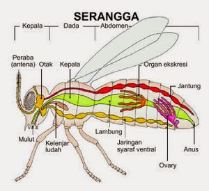  ALAT  PERNAPASAN  HEWAN  KAPSAINS