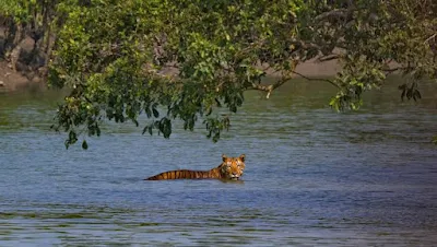 Sundarban tiger