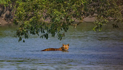 Exploring the Mysteries of Sunderban Tiger Camp: A Wildlife Enthusiast's Paradise