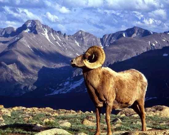 ¿Qué significa soñar con cabras?