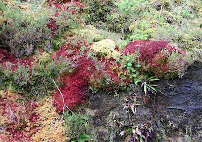 brightly cloured mosses and lichens on rock face, Glenbranter, Argyll & Bute, Scotland