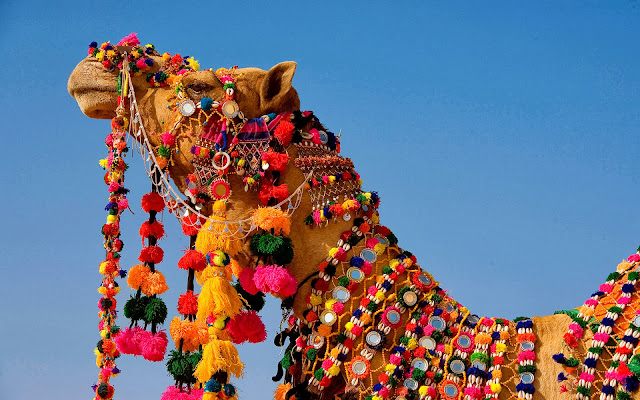 rajasthani camel wallpaper HD