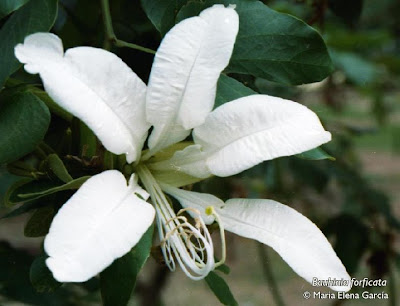 Pata de vaca Bauhinia forficata