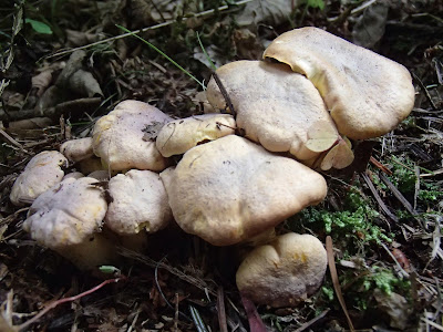 Orawa, Lipnica Wielka, grzybobranie w sierpniu, grzyby sierpniowe, Cantharellus amethysteus pieprznik ametystowy