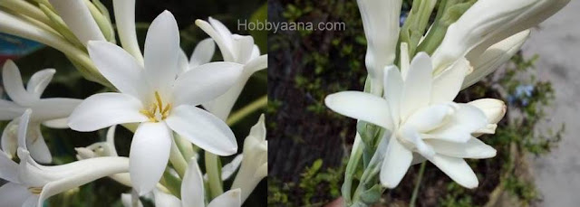 tuberose flower