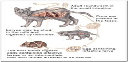 KOLEKSI TUGASAN: PARASITOLOGI : Toxocara Cati