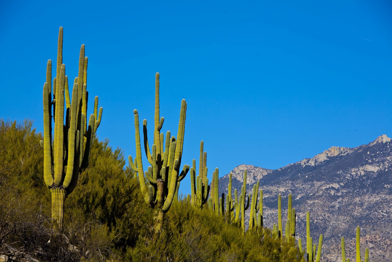 Landscaping In Tucson Az
